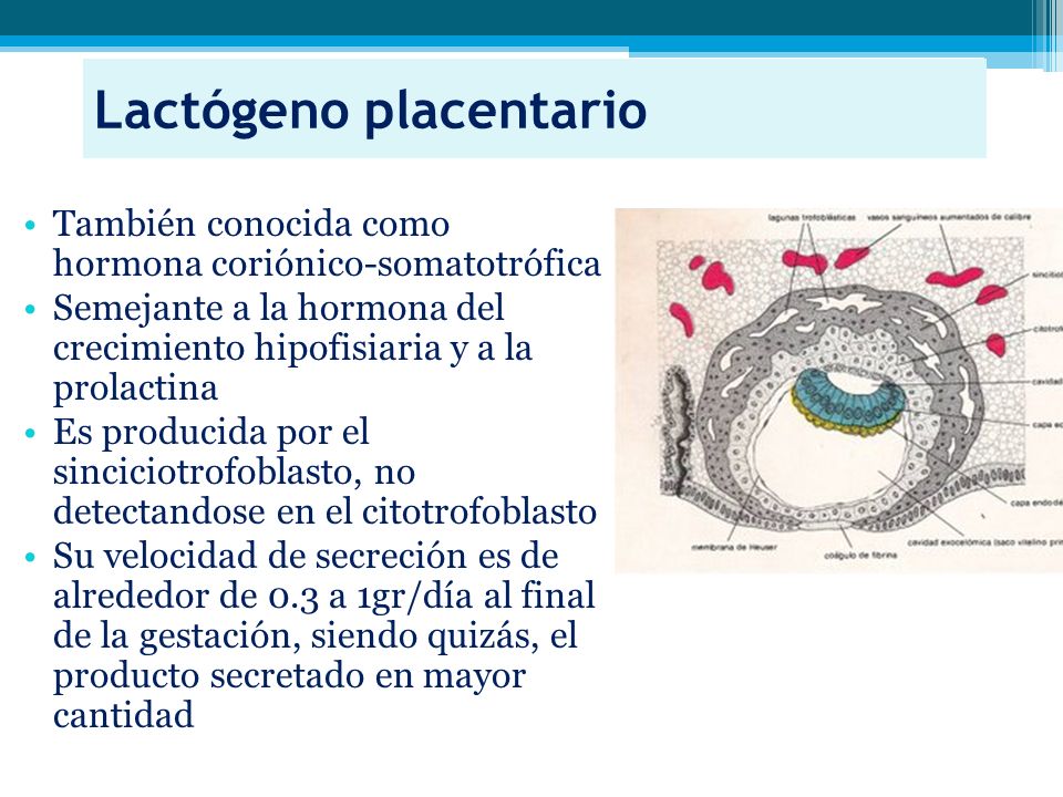 lactogeno placentario humano diabetes gestacional que